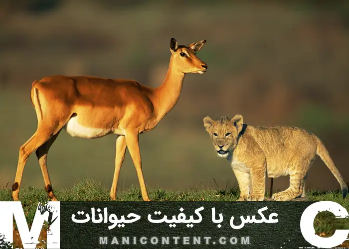 عکس حیوانات Animals