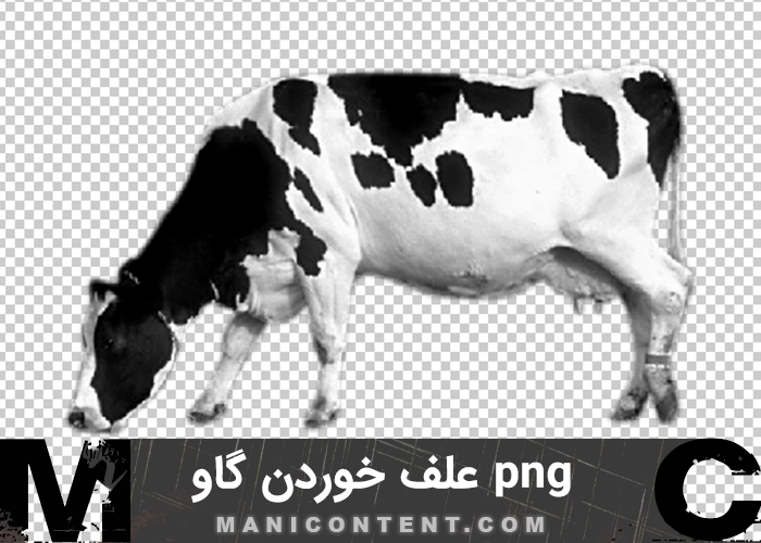 png علف خوردن گاو ماده سفید سیاه Cow eating grass