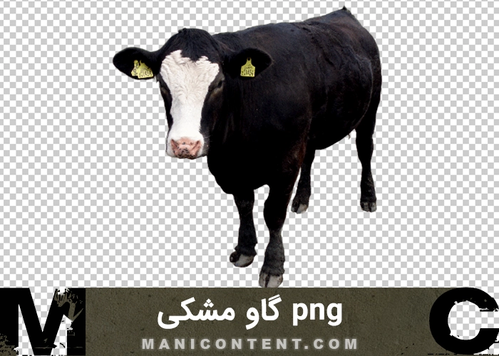 png گاو نر مشکی پیشانی سفید black bull with white forehead