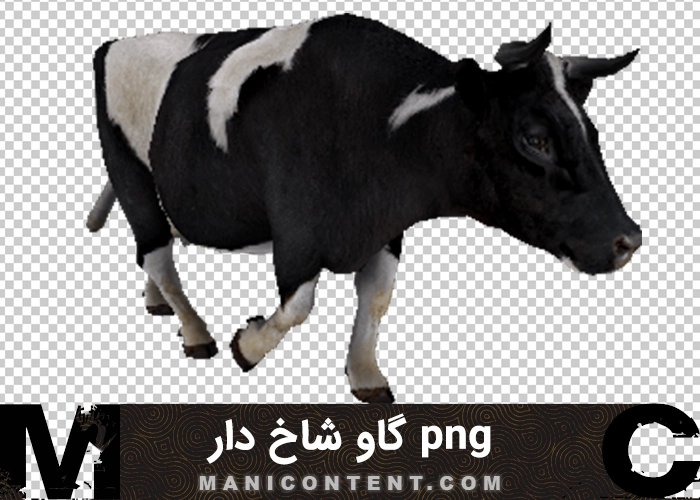 گاو سیاه سفید شاخ دار black and white horned cow png
